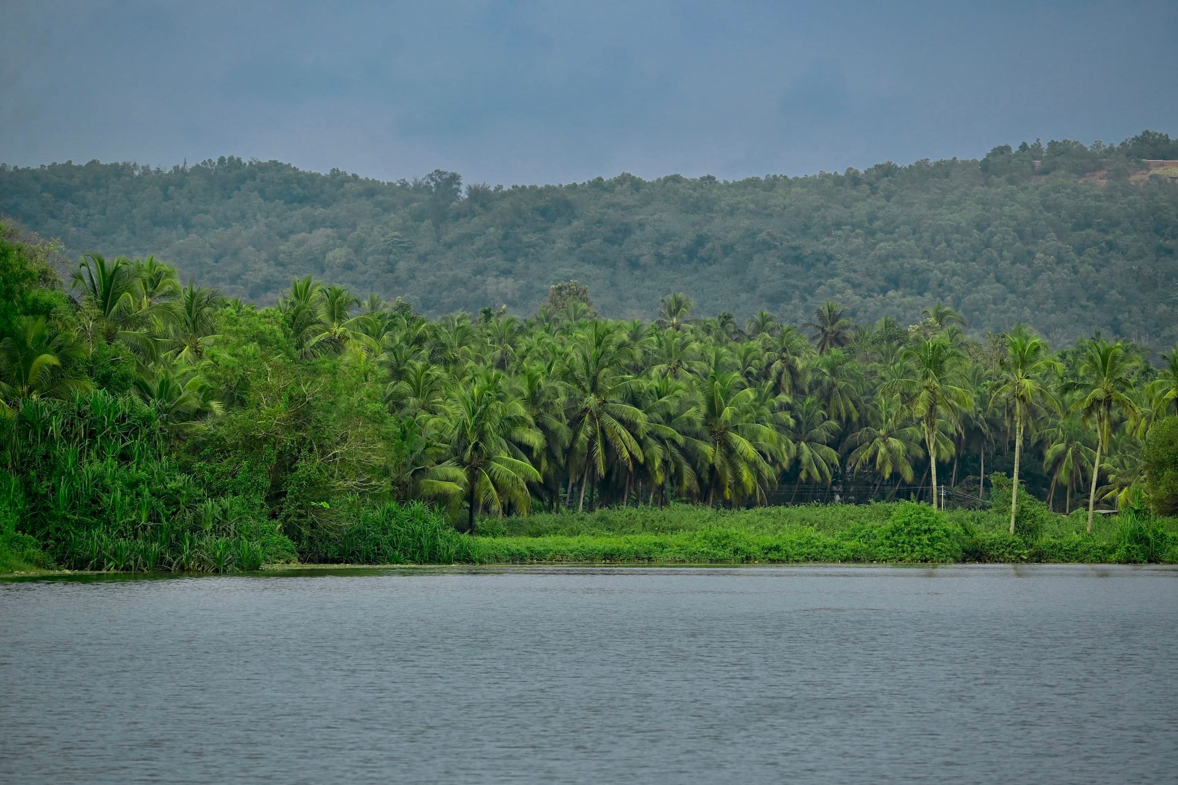 A belt of coconut palms along a river bank below a forested hill.