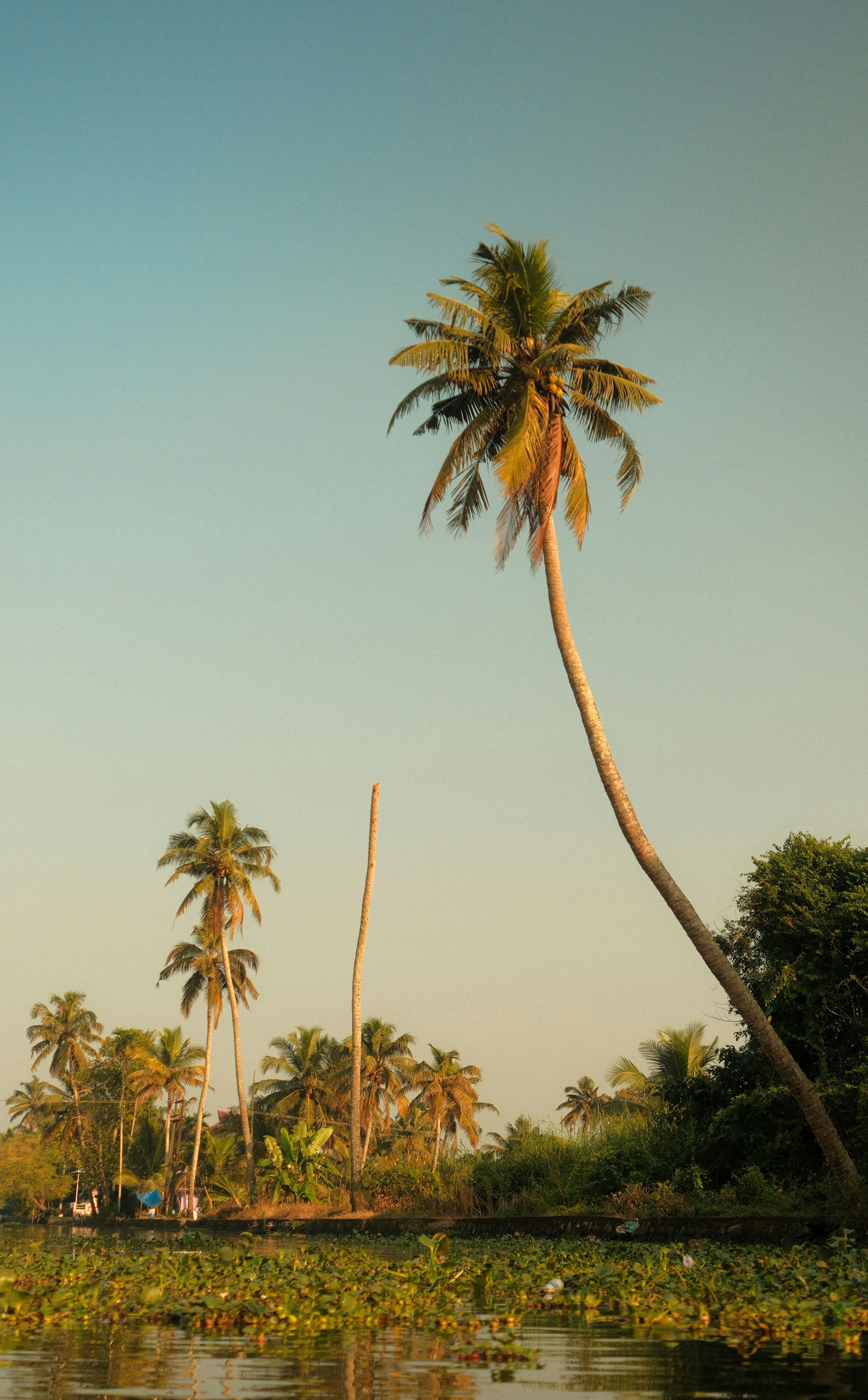 A tall coconut palm leaning over still water, lit warmly by early evening sun.